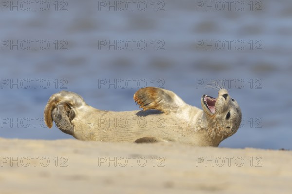 Common or Harbour or Harbor seal (Phoca vitulina) juvenile baby pup marine mammal relaxing on a beach in summer, Norfolk, England, United Kingdom