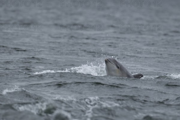 Common bottlenose dolphin (Tursiops truncatus) adult marine mammal surfacing out of the sea, Cromarty Firth, Scotland, United Kingdom