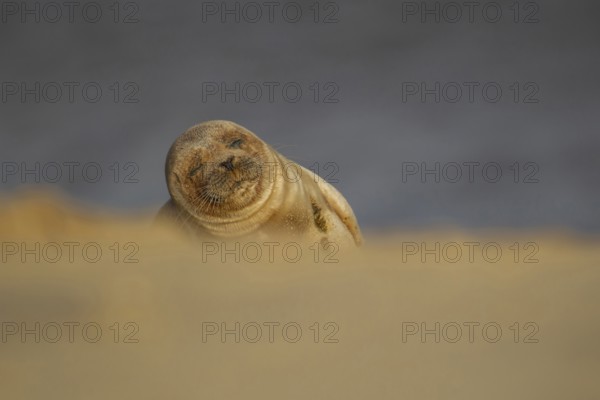 Common or Harbour or Harbor seal (Phoca vitulina) adult marine mammal sleeping on a beach, Norfolk, England, United Kingdom