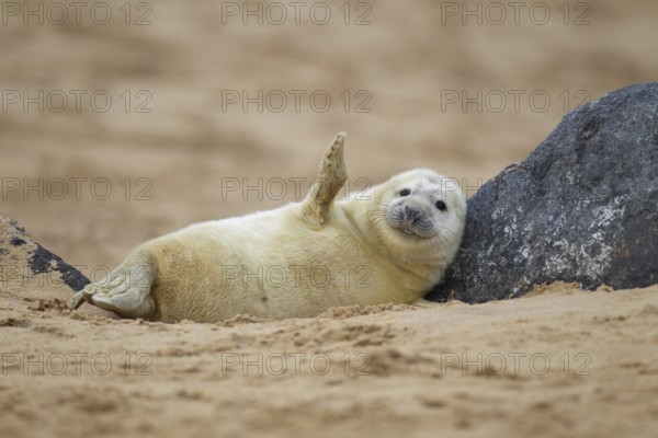 Grey seal (Halichoerus grypus) juvenile baby pup marine mammal waving its front foot resting on a rock on a beach, Norfolk, England, United Kingdom