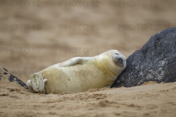 Grey seal (Halichoerus grypus) juvenile baby pup marine mammal sleeping on a rock on a beach, Norfolk, England, United Kingdom