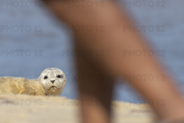 Common or Harbour or Harbor seal (Phoca vitulina) juvenile baby pup marine mammal resting on a beach with a person walking pass, Norfolk, England, United Kingdom