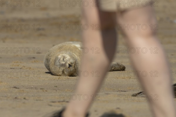 Common or Harbour or Harbor seal (Phoca vitulina) juvenile baby pup marine mammal sleeping on a beach with a person walking pass, Norfolk, England, United Kingdom