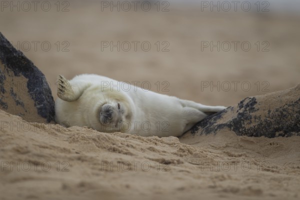 Grey seal (Halichoerus grypus) juvenile baby pup marine mammal sleeping on a beach, Norfolk, England, United Kingdom