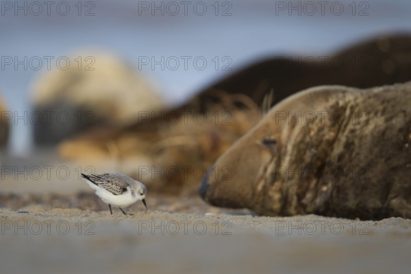 Grey seal (Halichoerus grypus) adult marine mammal sleeping on a beach with Sanderling (Calidris alba) wading bird feeding closeby in winter, Norfolk, England, United Kingdom