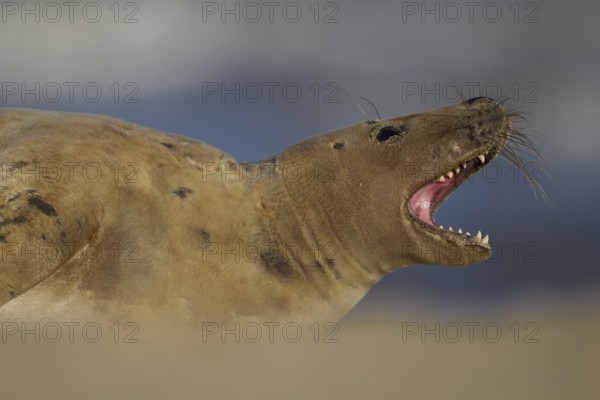 Grey seal (Halichoerus grypus) adult marine mammal with its mouth open on a beach, Norfolk, England, United Kingdom