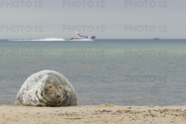 Grey seal (Halichoerus grypus) adult marine mammal resting on a beach with a boat on the sea in the background, Norfolk, England, United Kingdom