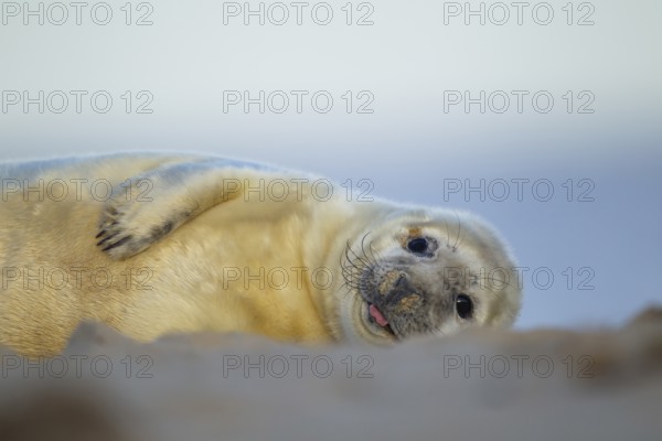 Grey seal (Halichoerus grypus) juvenile baby pup marine mammal resting on a beach, Norfolk, England, United Kingdom