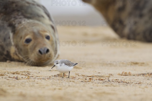 Grey seal (Halichoerus grypus) adult marine mammal resting on a beach watching a Sanderling wader bird, Norfolk, England, United Kingdom