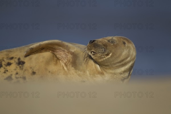 Grey seal (Halichoerus grypus) adult marine mammal sleeping on a beach, Norfolk, England, United Kingdom