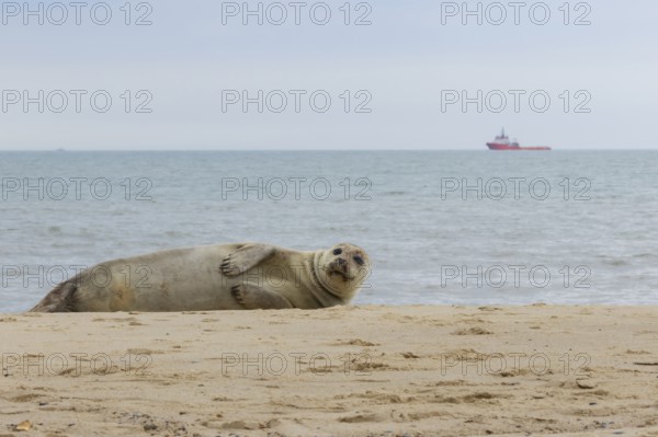 Common or Harbour or Harbor seal (Phoca vitulina) adult marine mammal relaxing on a beach with a boat on the sea in the background, Norfolk, England, United Kingdom