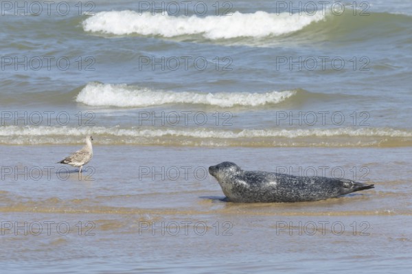 Common or Harbour or Harbor seal (Phoca vitulina) adult watching a juvenile Herring gull bird in the shallow waves of the sea on a beach, Norfolk, England, United Kingdom