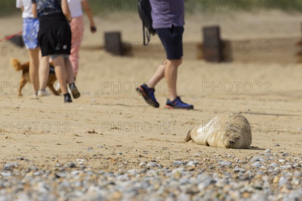 Common or Harbour or Harbor seal (Phoca vitulina) adult marine mammal sleeping on a beach with people walking pass, Norfolk, England, United Kingdom