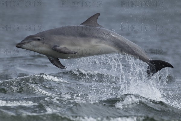 Common bottlenose dolphin (Tursiops truncatus) adult marine mammal leaping out of the water of the sea, Cromarty Firth, Scotland, United Kingdom