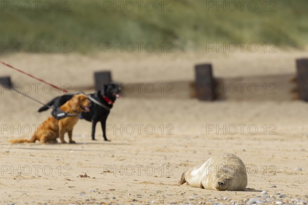 Common or Harbour or Harbor seal (Phoca vitulina) adult marine mammal sleeping on a beach with two dogs on leads in the background in summer, Norfolk, England, United Kingdom