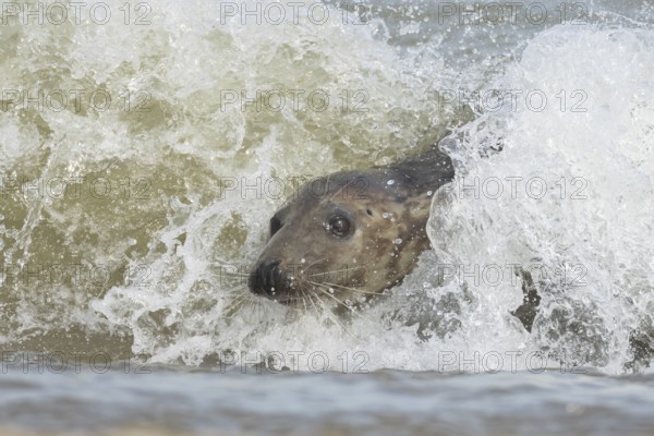 Grey seal (Halichoerus grypus) adult marine mammal surfing on a wave of the sea on to a beach, Norfolk, England, United Kingdom