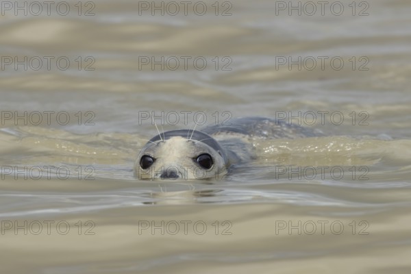 Common or Harbour or Harbor seal (Phoca vitulina) adult marine mammal swimming in the sea, Norfolk, England, United Kingdom
