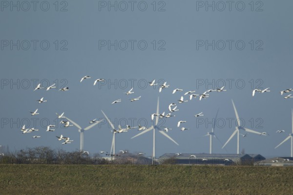 Whooper swan (Cygnus cygnus) adult swans birds in a flock in flight with windfarm turbines in the background, Cambridgeshire, England, United Kingdom
