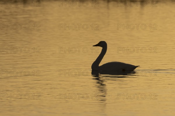 Bewick's Swan (Cygnus columbianus) adult bird on a lagoon silhouette at sunset in winter, RSPB Minsmere nature reserve, Suffolk, England, United Kingdom