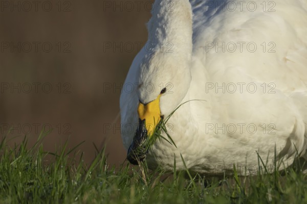 Whooper swan (Cygnus cygnus) adult bird feeding on grass in winter, RSPB Frampton marsh nature reserve, Lincolnshire, England, United Kingdom