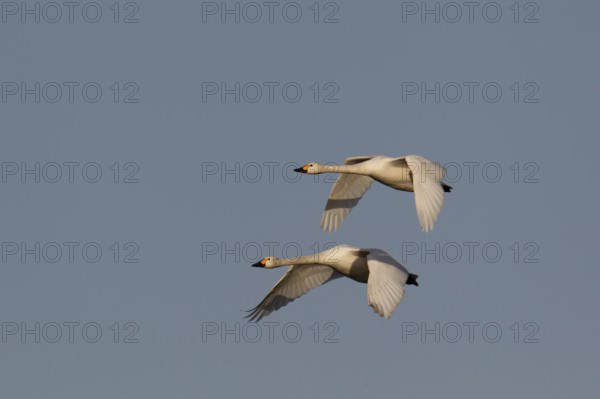 Bewick's swan (Cygnus columbarius) two adult swans birds in flight in winter, Cambridgeshire, England, United Kingdom