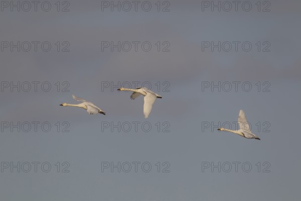 Bewick's swan (Cygnus columbarius) three adult swans birds in flight in winter, Cambridgeshire, England, United Kingdom