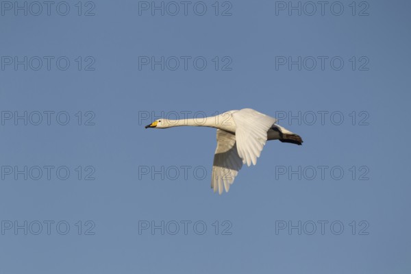Whooper swan (Cygnus cygnus) adult bird in flight in winter, Cambridgeshire, England, United Kingdom