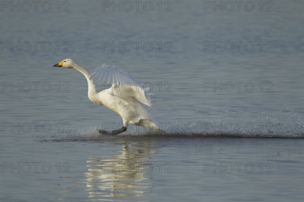 Whooper swan (Cygnus cygnus) adult bird in flight landing on water of a flooded meadow in winter, Cambridgeshire, England, United Kingdom