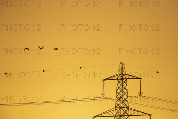 Whooper swan (Cygnus cygnus) three adult swans birds in flight with an electricity pylon and wires in the background silhouette at sunrise in winter, Cambridgeshire, England, United Kingdom
