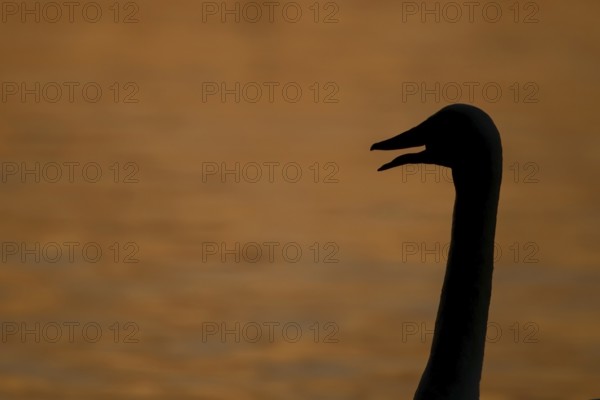 Whooper swan (Cygnus cygnus) adult bird calling silhouette at sunset in winter, England, United Kingdom