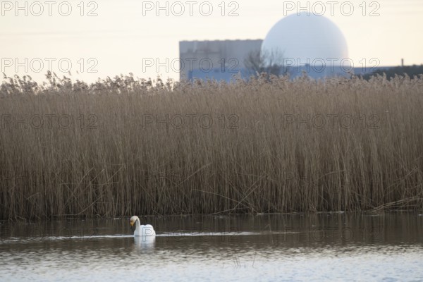 Whooper swan (Cygnus cygnus) adult bird on a lagoon with Sizewell B nuclear power station in the background, RSPB Minsmere nature reserve, Suffolk, England, United Kingdom