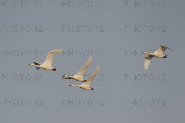 Bewick's swan (Cygnus columbarius) four adult swans birds in flight in winter, England, United Kingdom