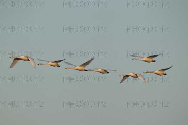 Whooper swan (Cygnus cygnus) seven adult swans birds in a flock in flight in winter, Cambridgeshire, England, United Kingdom