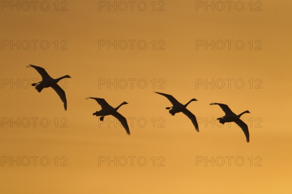 Whooper swan (Cygnus cygnus) four adult swans birds in a flock in flight silhouette at sunrise in winter, Cambridgeshire, England, United Kingdom