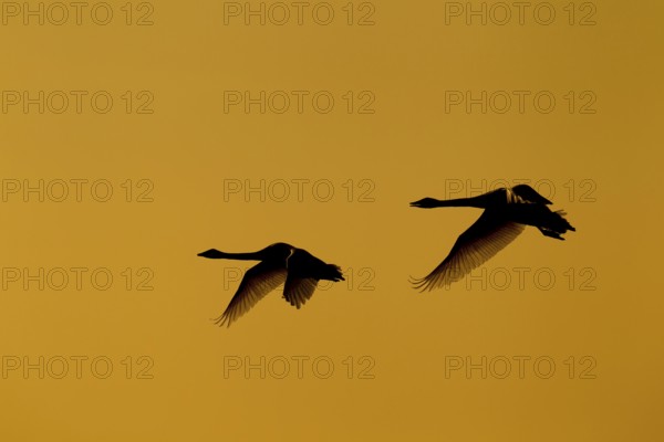 Whooper swan (Cygnus cygnus) two adult pair of swans birds in flight silhouette at sunset in winter, Cambridgeshire, England, United Kingdom