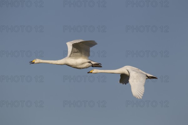 Whooper swan (Cygnus cygnus) two adult pair of swans birds in flight in winter, Cambridgeshire, England, United Kingdom