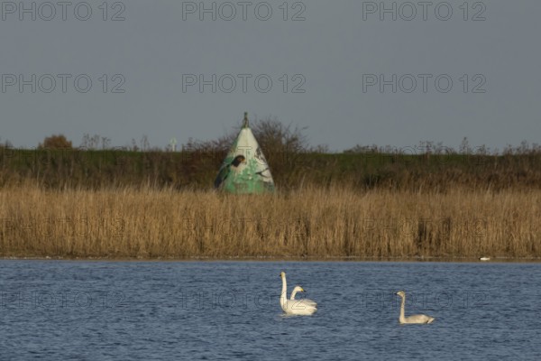 Whooper swan (Cygnus cygnus) three adult swans birds on a lake in winter, RSPB Frampton marsh nature reserve, Lincolnshire, England, United Kingdom