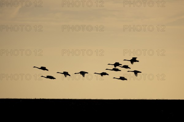 Whooper swan (Cygnus cygnus) eleven adult swans birds in flight in a flock silhouette at sunset in winter, RSPB Frampton marsh nature reserve, Lincolnshire, England, United Kingdom