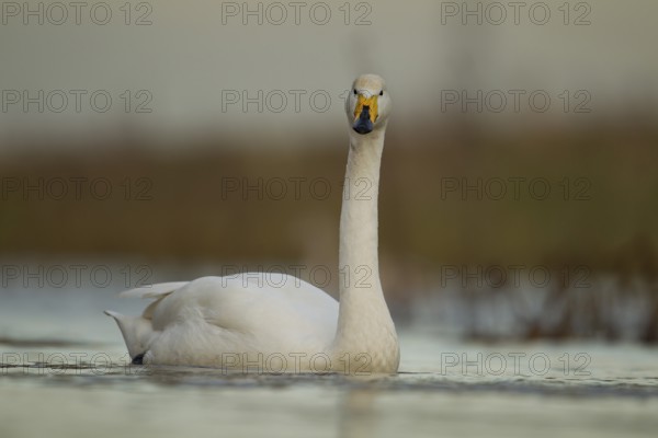 Whooper swan (Cygnus cygnus) adult bird on water of a river, England, United Kingdom