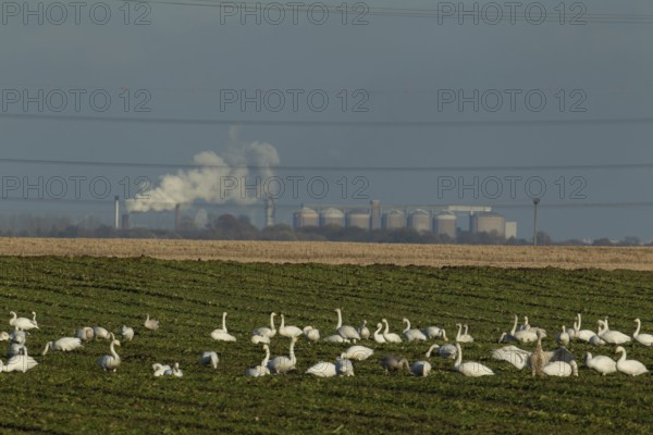 Whooper swan (Cygnus cygnus) adult birds feeding in a harvested farmland sugar beet field with Wissington sugar factory in the background, Cambridgeshire, England, United Kingdom