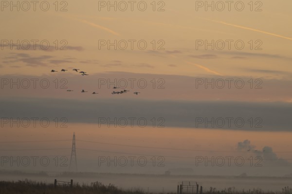 Whooper swan (Cygnus cygnus) adult swans birds in flight with an electricity pylon and wires in the background silhouette at sunrise in winter, Cambridgeshire fens, England, United Kingdo