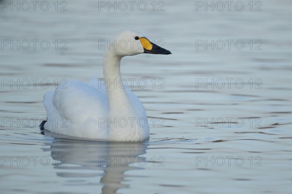 Bewick's Swan (Cygnus columbianus) adult bird on a lake in winter, England, United Kingdom
