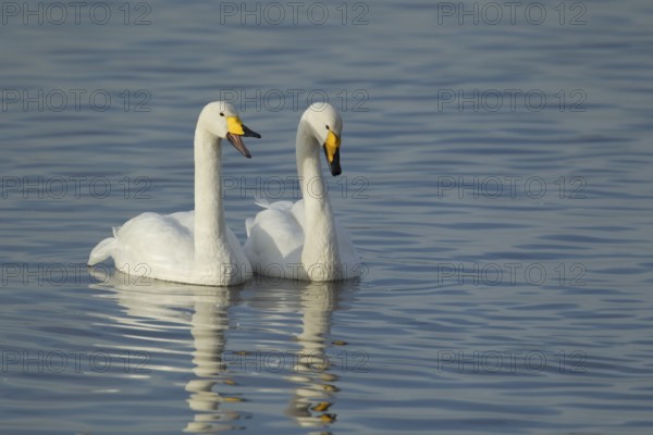 Whooper swan (Cygnus cygnus) two adult birds swans on water of a flooded meadow in winter, Cambridgeshire, England, United Kingdom