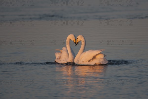 Whooper swan (Cygnus cygnus) two adult birds swans on water of a flooded meadow performing their courtship love display in winter, Cambridgeshire, England, United Kingdom