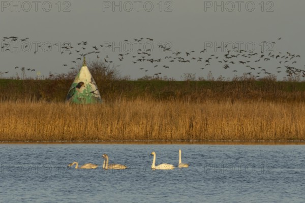 Whooper swan (Cygnus cygnus) five adult swans birds on a lake with a flock of Brent geese flying in the background, RSPB Frampton marsh nature reserve, Lincolnshire, England, United Kingdom