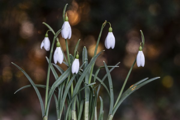 Snowdrop (Galanthus nivalis), Rmsland, Lower Saxony, Germany