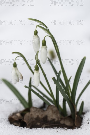 Snowdrop (Galanthus nivalis), Rmsland, Lower Saxony, Germany