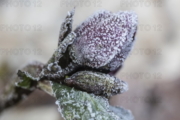 Lenzrose (Helleborus orientalis cultivar) in hoarfrost, Emsland, Lower Saxony, Germany