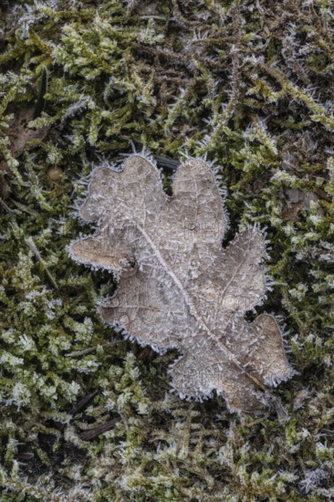 Oak leaf (Quercus robur) on moss in hoarfrost, Emsland, Lower Saxony, Germany