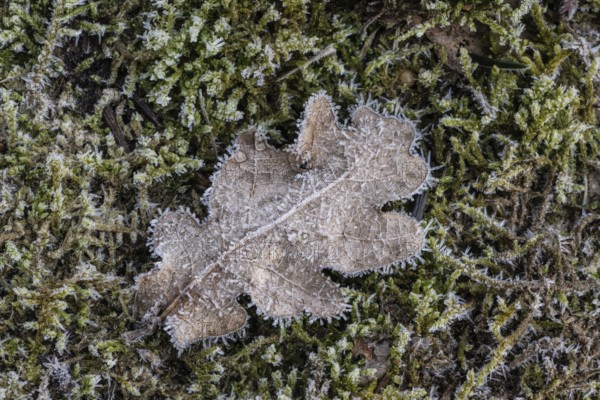 Oak leaf (Quercus robur) on moss in hoarfrost, Emsland, Lower Saxony, Germany
